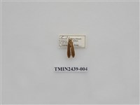 藏品(黃達頂苔蛾)的圖片